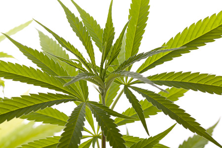 Close up Fresh Cannabis or Marijuana Plant Leaves for Psychoactive Drug or Medicine, Isolated on White Backgroundの写真素材