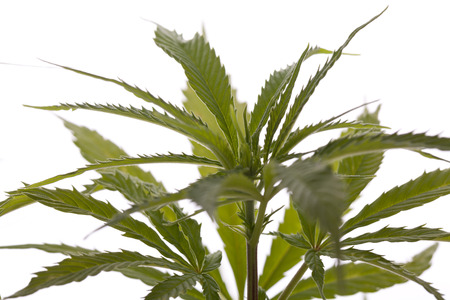 Close up Fresh Cannabis or Marijuana Plant Leaves for Psychoactive Drug or Medicine, Isolated on White Backgroundの写真素材