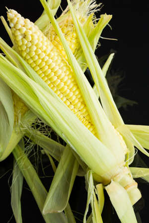 Fresh corn on the cob or sweet corn over a black background with the outer leaves peeled back to...