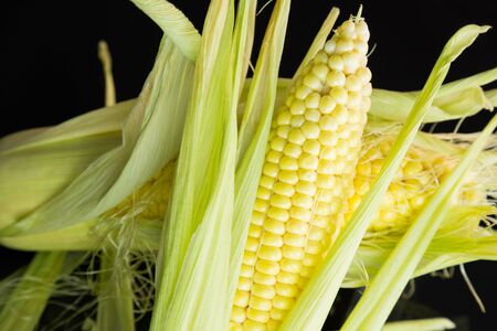 Fresh corn on the cob or sweet corn over a black background with the outer leaves peeled back to...