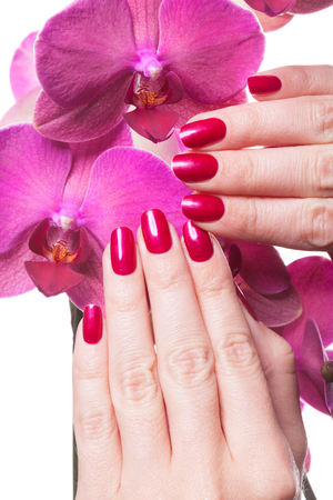 Manicured nails painted a deep red caress dark pink flower pedals against white backgroundの写真素材