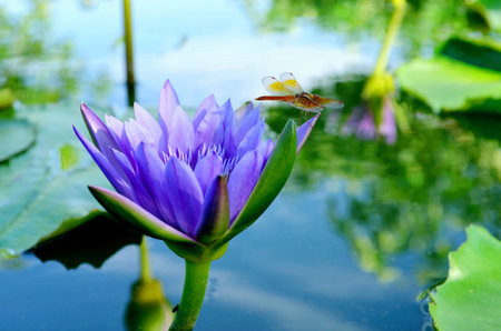 violet waterlily in the pond の写真素材