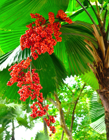 Foxtail Palmの写真素材