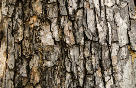 Tree bark texture