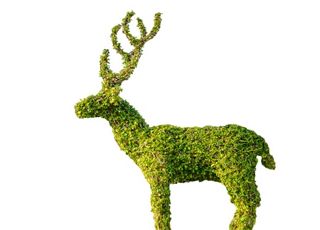 he tree is a deer on a white background の写真素材