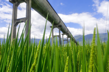 Rice in the field under a water channel の写真素材