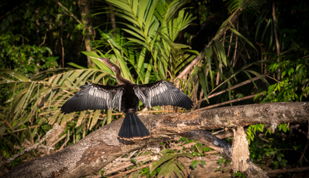 Bird drying his wings in the sun.の写真素材
