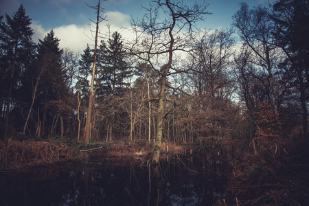 sunrise in the forest