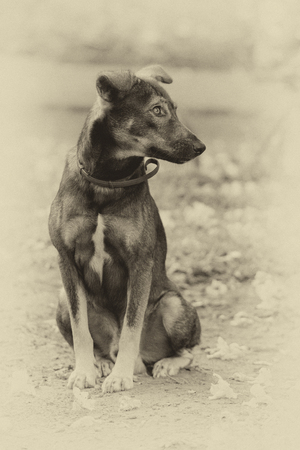 Romantic Sepia Dog sitting on grassの写真素材