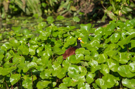 Small bird hidden in a sea or green. Costa Ricaの写真素材