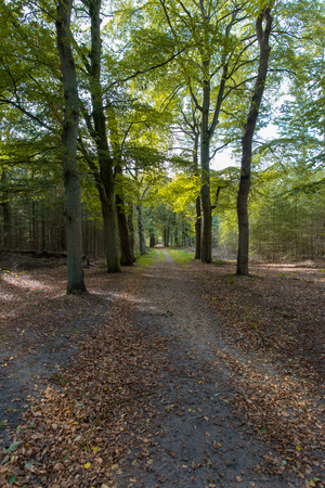 Path in the forest in autumnの写真素材