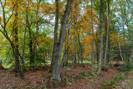Autumn in the forestの写真素材