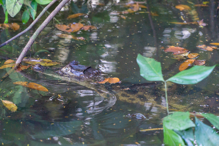 Small Caiman head in the water - Costa Ricaの写真素材