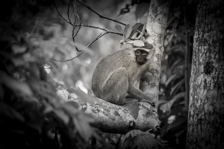 Monkey in the tree, in black and whiteの写真素材
