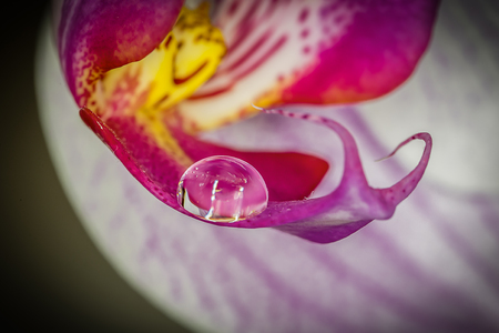 Waterdrop on a flowerの写真素材