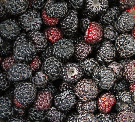Ripe black raspberry textured backgroundの写真素材