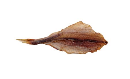 Stockfish, isolated on white background