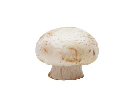 Button Mushroom, isolated on a white backgroundの写真素材