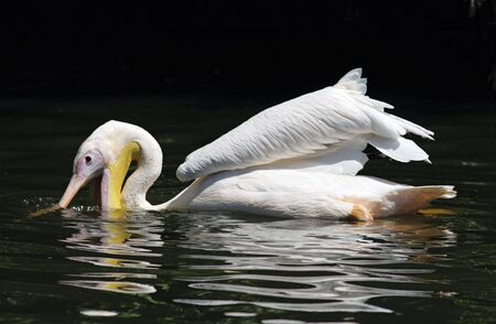 An american white pelican hunting for fishの写真素材