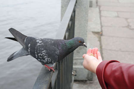 Rock Dove is eating a piece of breadの写真素材
