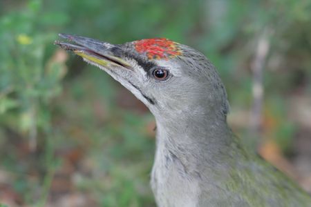The Grey-headed Woodpecker (Picus canus), also known as the Grey-faced Woodpecker, is a Eurasian member of the woodpeckerの写真素材