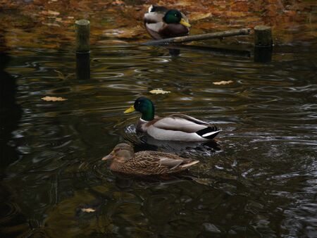 Ducks in water in Warsaw parkの写真素材