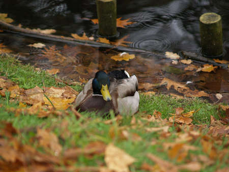 Duck near the lake in Warsaw parkの写真素材