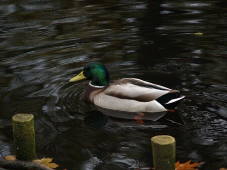 Duck in the Warsaw parkの写真素材