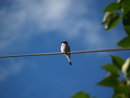 Bird on wireの写真素材
