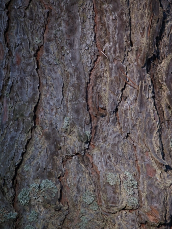 Pine-tree corkの写真素材