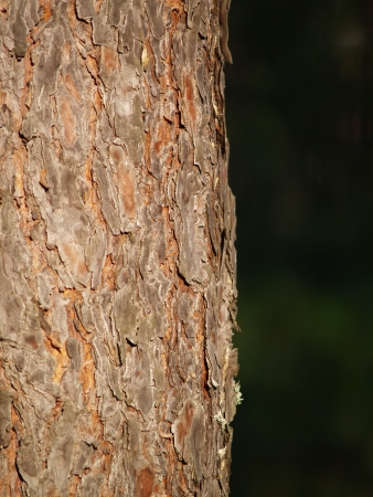 Pine-tree corkの写真素材