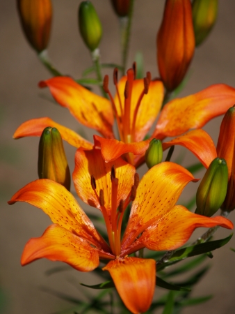 Flowered orange lily in the gardenの写真素材