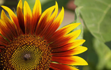 Red-yellow gradient coloured sunflower on the green leaves backgroundの写真素材