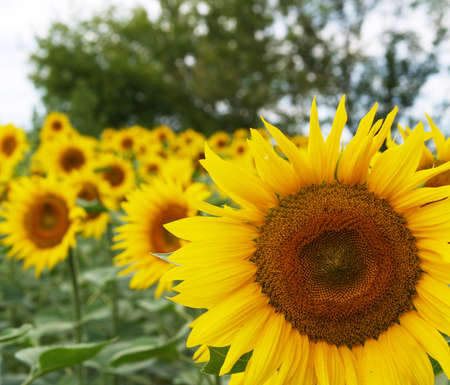 Sunflower in focus on the sunflower background in the fieldの写真素材
