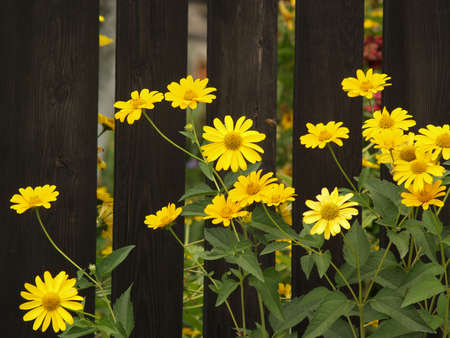 Many yellow flowers on the dark brown fence backgroundの写真素材