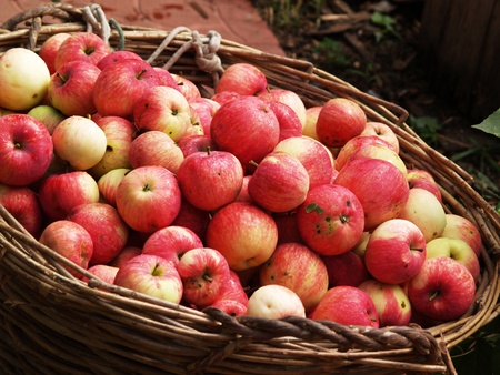 Many red apples in the wooden basketの写真素材