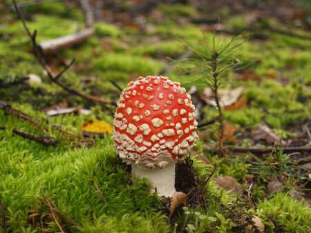 Fly-agaric with rain drops in the autumn forestの写真素材