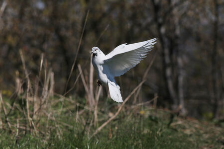 White pigeon flying above the green grassの写真素材