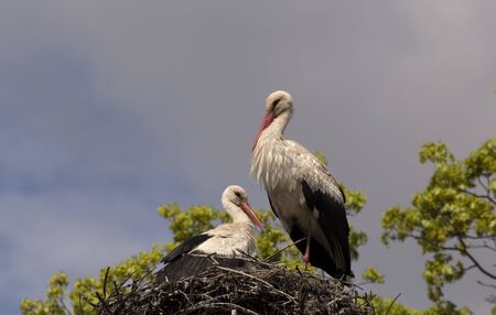 Young white storks in the nest on the sky background