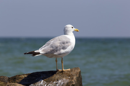 White seagull on the rocky sea beachの写真素材