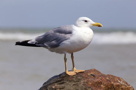 White seagull on the rocky sea beachの写真素材