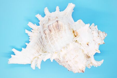 mollusk shell close-up on a blue background,