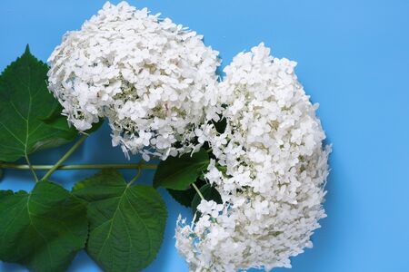 branches of high range close-up on a blue background, flowers, postcard