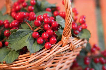 Red berries of viburnum in the basket. Images of red berries and leaves of viburnum in a wicker...