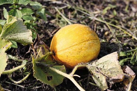 Melon closeup growing in the garden. Autumn background. Eco organic modern smart farmの写真素材