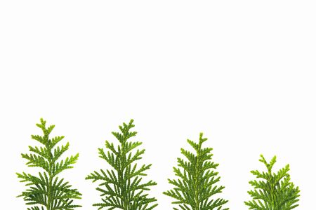 juniper leaves close up isolated on white background.