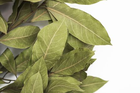 A branch of laurel isolated on white background. Branch of green laurel leaves. Leaves of Laurus...