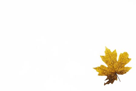 Maple leave isolated on white background. Top view, copy space, flat layの写真素材