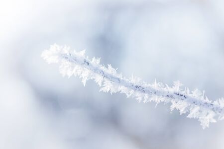 Christmas branch with snow crystals snowflakes close-up on blue background, selective focus, copy spaceの写真素材