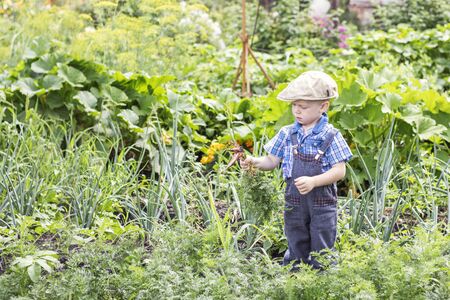 Little farm boy on eco farm is harvesting carrots. A little kid on a farm on a beautiful Sunny day. Boy outdoors in the garden. Copy spaceの写真素材